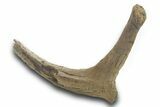 Fossil Hadrosaur (Edmontosaurus) Rib Bone - Wyoming #377962-2